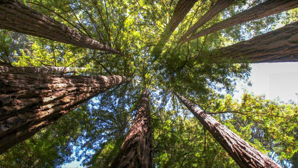 How Our Tree Care Process Works  in Hercules, CA